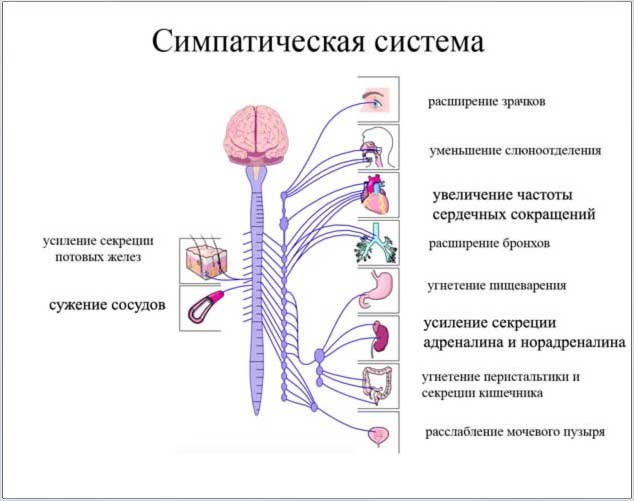 симпатическая нервная система